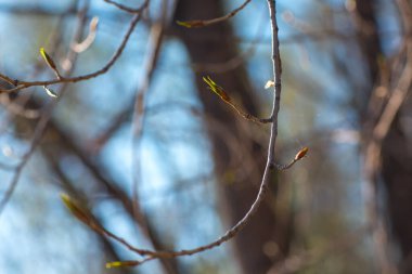 Tomurcukları ve yeşil yaprakları olan ağaç dalları.