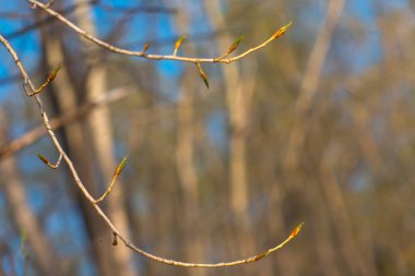 Tomurcukları ve yeşil yaprakları olan ağaç dalları.