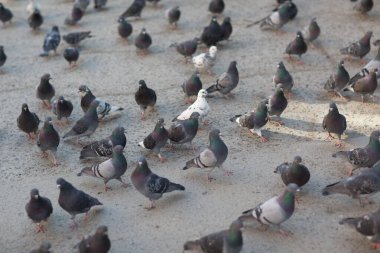 Kaldırımda bir sürü güvercin var.