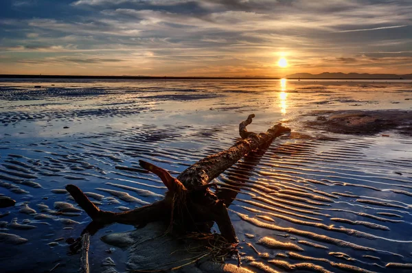 Old trunk on shore at golden sunset — Stock Photo, Image