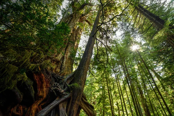 Pittoresco alto alberi foresta paesaggio — Foto Stock