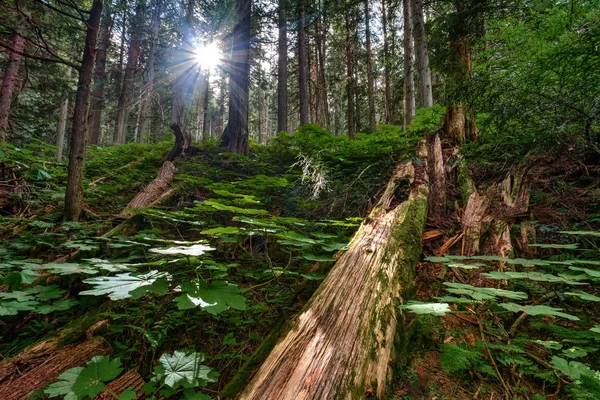 Malerische alte Waldlandschaft — Stockfoto