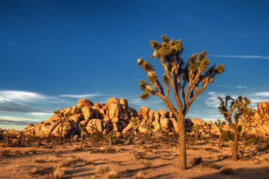 Çölde seyrek ağaçların 