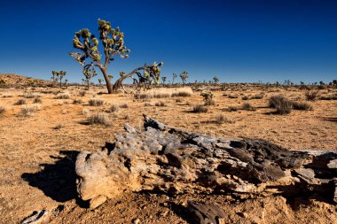 Çölde seyrek ağaçların 