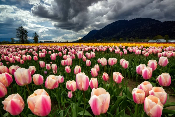 Tulipanes contra montañas oscuras — Foto de Stock