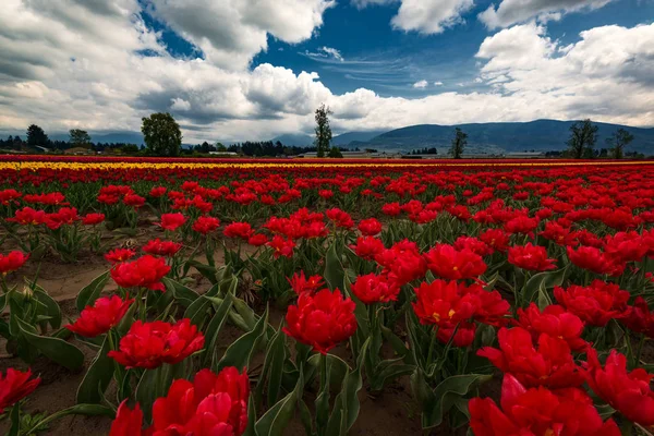 Tulipani contro montagne scure — Foto Stock