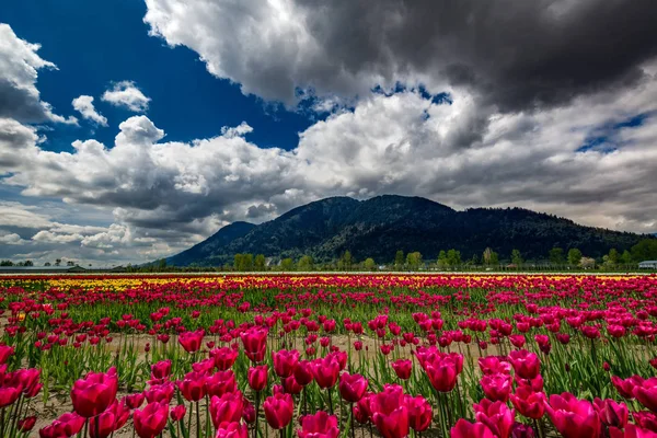 Tulipanes contra montañas oscuras — Foto de Stock