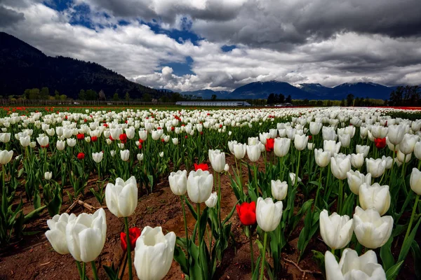 Tulipani contro montagne scure — Foto Stock
