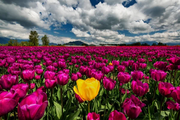 Tulipanes contra montañas oscuras — Foto de Stock