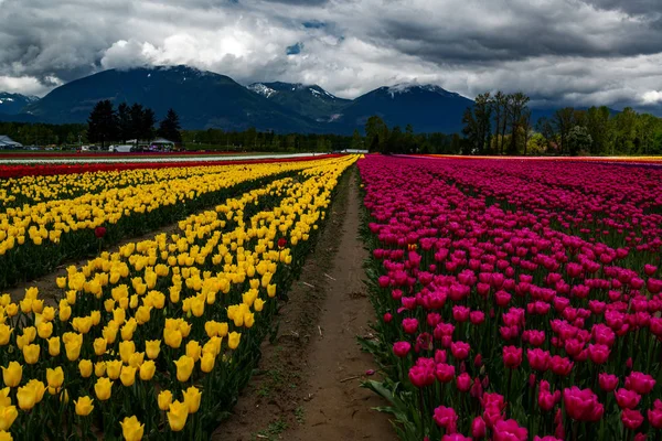 Tulipanes contra montañas oscuras — Foto de Stock