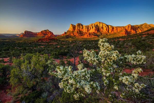 Beautiful mountains and  flowers — Stock Photo, Image