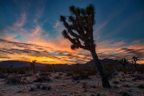 Beautiful sunset in desert — Stock Photo, Image