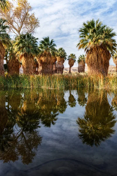 Palm trees growing by water — Stock Photo, Image