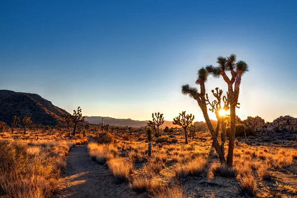Sparse trees in  desert — Stock Photo, Image