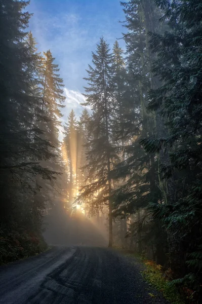 Straße im Wald bei Sonnenuntergang — Stockfoto