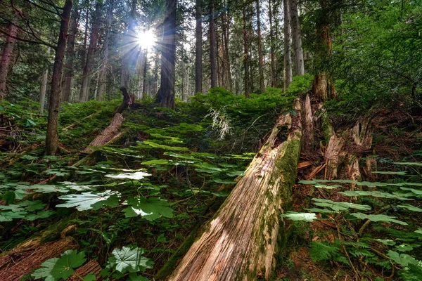 Picturesque tall trees forest landscape