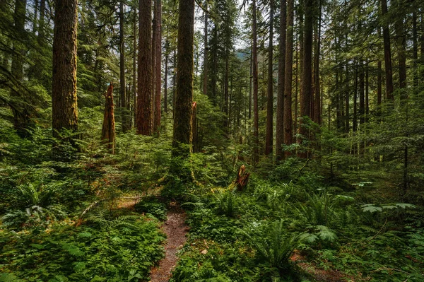 Picturesque tall trees forest landscape — Stock Photo, Image