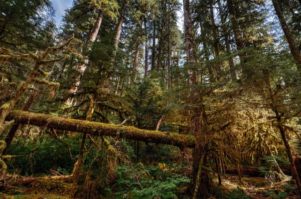 Árvores altas pitorescas paisagem florestal — Fotografia de Stock