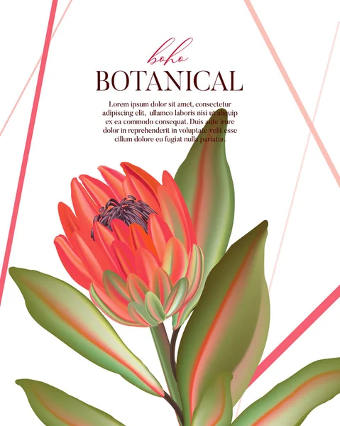 Macro selvagem protea flor ilustração. Cartaz exótico de flor africana tropical. Jardim buquê natureza arte, aquarela realista australiano natureza florescer no vetor — Vetor de Stock