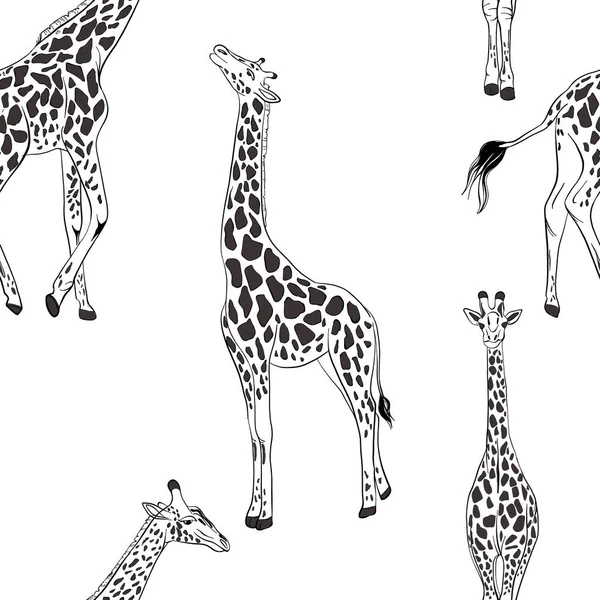 Жираф Бесшовный Чёрно Белый Рисунок Африканский Отпечаток Животного Питомника Обёрточная — стоковый вектор