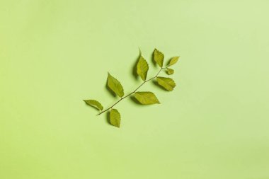 Beyaz arka plan üzerinde çeşitli eco/doğa kavramları. izole.