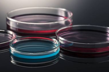 Laboratuvar Petri dish/plaka beyaz arka plan üzerinde izole