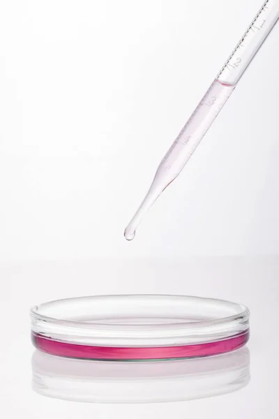 Kémiai Kutatás Elszigetelt Fehér Background Petri Csészékben Mikrobiológiai Laboratóriumi Lemezek — Stock Fotó