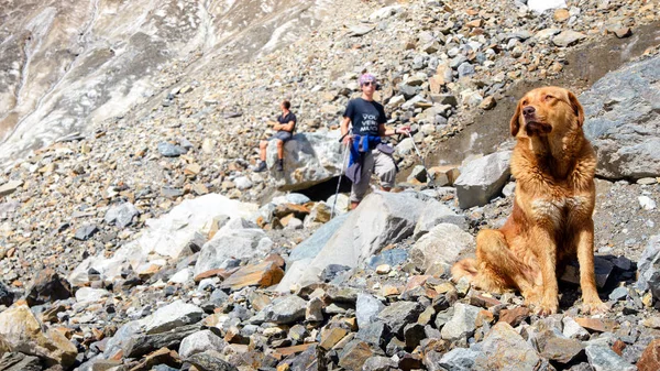 Golden Retriever wacht voor zijn meester wandelaar op steen — Stockfoto