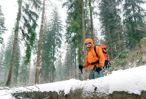 Backpacker im Wald, schneebedeckte Bäume — Stockfoto