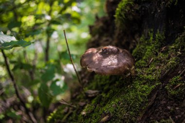 Yaşlı bir ağaç moss üzerinde küçük mantar