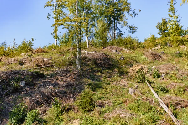 Deforestazione nelle montagne dei Carpazi in Ucraina occidentale — Foto Stock