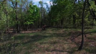 İnsansız hava aracıyla ormanda sorunsuz bir uçuş. Önümüzde kırık bir ağaç var. Çevrede bir sürü yeşil ağaç.