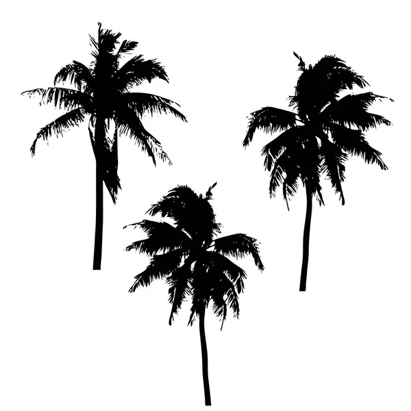 Silueta realistaPalmera de coco tropical, siluetas negras y contornos de contorno sobre fondo blanco. Vector — Vector de stock