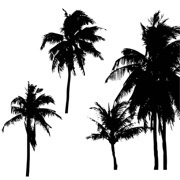 Silueta realistaPalmera de coco tropical, siluetas negras y contornos de contorno sobre fondo blanco. Vector — Vector de stock