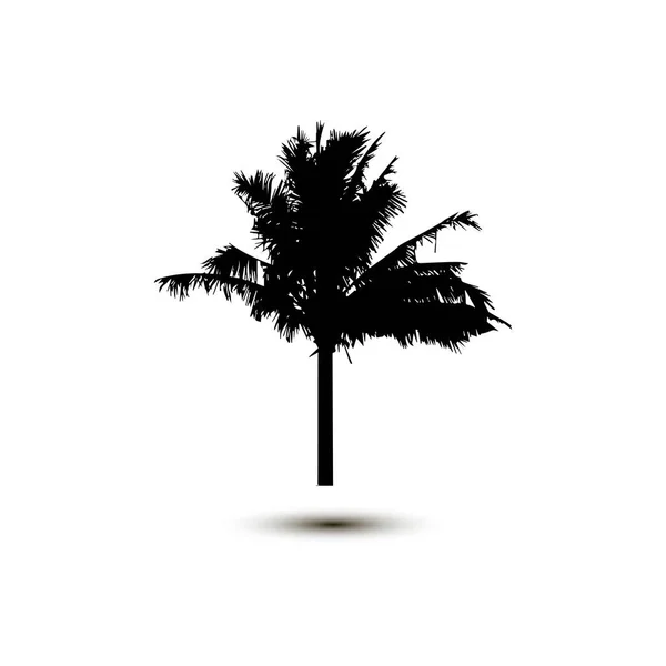Silhueta RealistaPalmeira Tropical de Coco, silhuetas pretas e contornos em fundo branco. Vetor —  Vetores de Stock