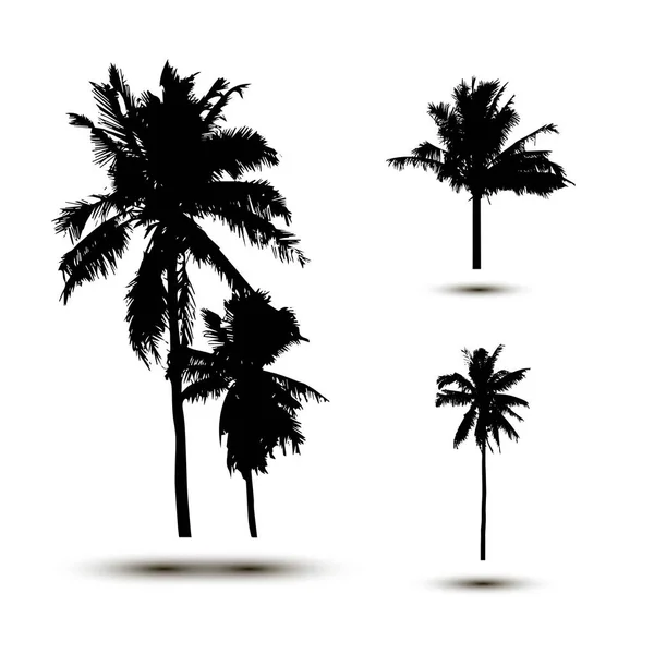 Silueta realistaPalmera de coco tropical, siluetas negras y contornos de contorno sobre fondo blanco. Vector — Vector de stock