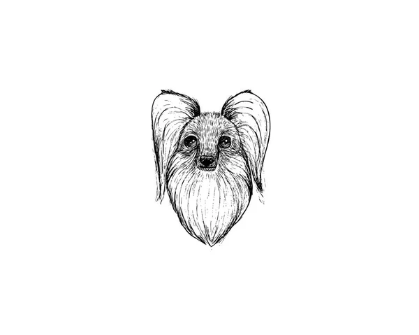 パピヨン犬漫画鉛筆や木炭ペーパー アート ・、白地にパステル黒スケッチの描画図 — ストックベクタ
