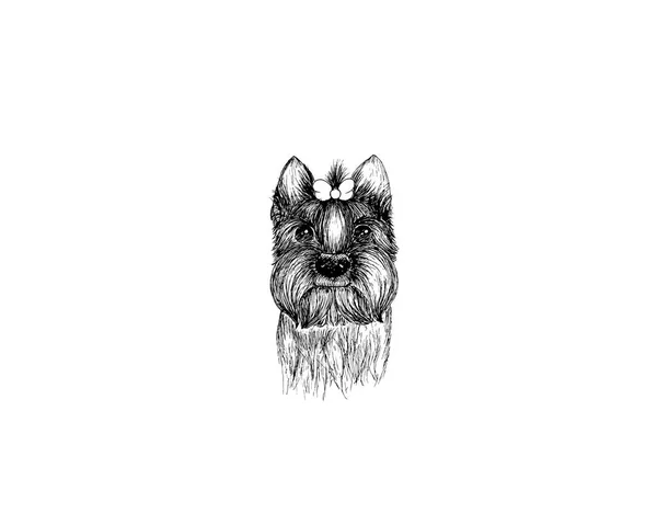 Ritning illustration för yorkshire terrier ras hund tecknad blyerts och kol på papperskonst och pastell svart skiss på vit bakgrund — Stock vektor
