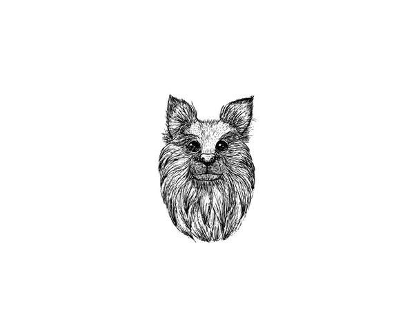ポメラニアン犬漫画鉛筆や木炭ペーパー アート ・、白地にパステル黒スケッチの描画図 — ストックベクタ