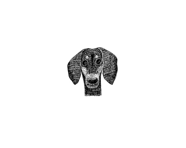 ダックスフント犬漫画鉛筆や木炭ペーパー アート ・、白地にパステル黒スケッチの描画図 — ストックベクタ