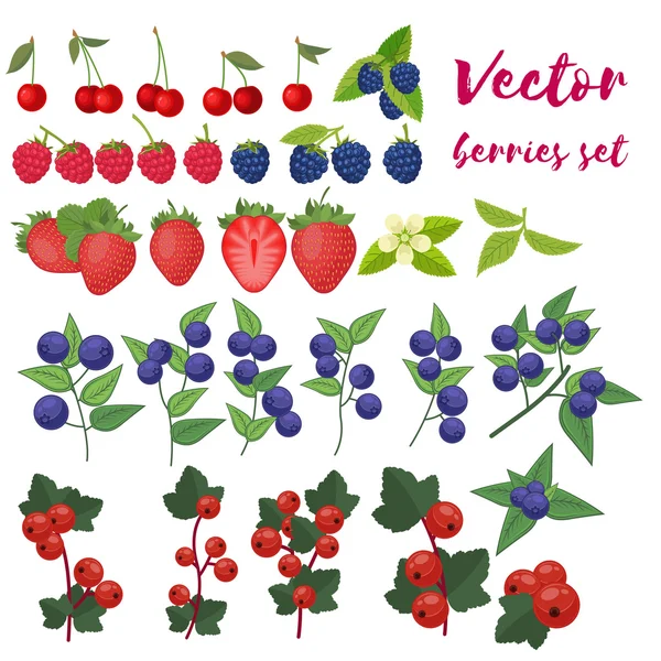 Çilek vektör çizim ayarlayın. Çilek, böğürtlen, yabanmersini, kiraz, ahududu, frenk üzümü. Çilek ve onların birleşimlerini ayarla