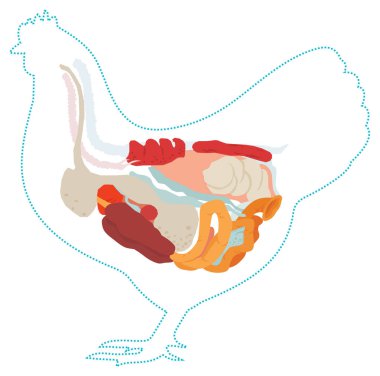 Vektör tavuk anatomisi. sindirim sistemi.