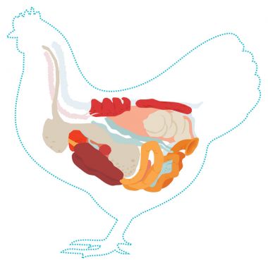 Vector chicken anatomy. digestive system. clipart