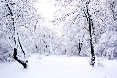 Winter park bir kar yağışı sonra. Toprak ve ağaç şiddetli kar yağışı ile kaplıdır.                           