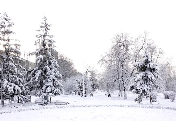 Winter City Park Trees Alleys Benches Covered Heavy Snow — Stock Photo, Image