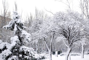    Winter park bir kar yağışı sonra. Ağaçlar ve çalılar ile şiddetli kar yağışı kaplıdır                              