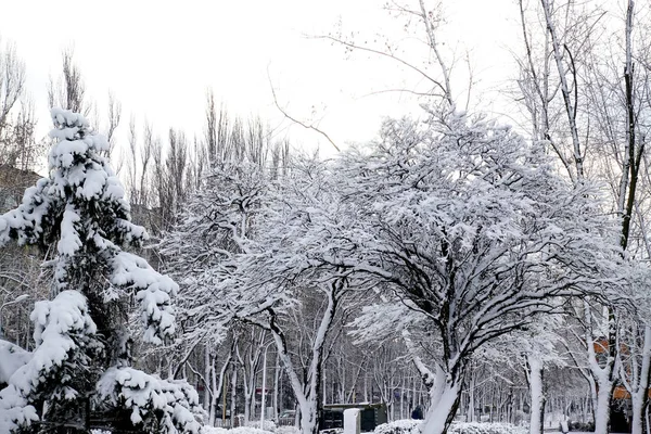 Зимний Парк После Снегопада Деревья Кусты Покрыты Сильным Снегом — стоковое фото