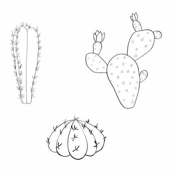 Illustrazioni vettoriali di cactus. Set di cactus. Illustrazione Cactus messicani isolati. Set di cactus disegnati a mano. Possono essere utilizzati per la stampa su cartoline, magliette, inviti . — Vettoriale Stock