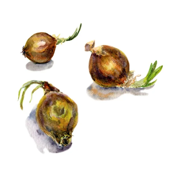 Aquarel voedsel Clipart. Aquarel set van groenten. UI. Plantaardige achtergrond met geïsoleerd hand getekende uien. — Stockfoto