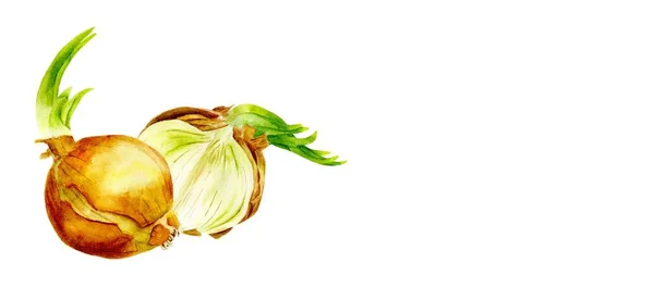 Suluboya sebze. Soğan beyaz bir arka plan üzerinde ayarlayın. Soğan kesmek.